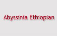 Abyssinia Ethiopian Menu